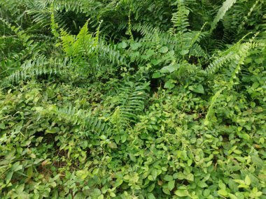 top view of the various wild green bushy overgrown vegetation plants texture. clipart