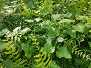 Çeşit çeşit yeşil çalı aşırı gelişmiş bitki dokusunun üst görüntüsü.