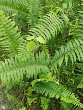 top view of the various wild green bushy overgrown vegetation plants texture. clipart