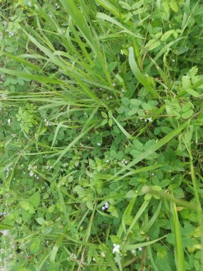 top view of the various wild green bushy overgrown vegetation plants texture. clipart