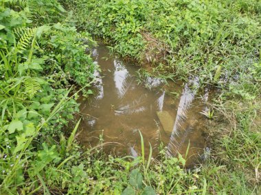 Yansıtıcı yüzey birikintisinin çeşitli sahneleri ya da çiftlik arazisindeki kırsal drenaj..