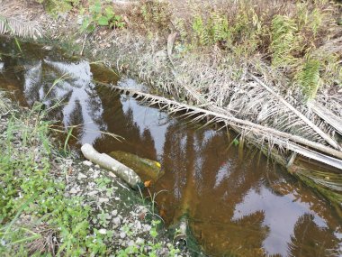 Yansıtıcı yüzey birikintisinin çeşitli sahneleri ya da çiftlik arazisindeki kırsal drenaj..