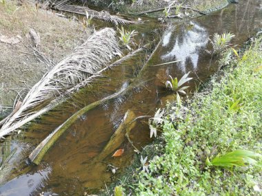 Yansıtıcı yüzey birikintisinin çeşitli sahneleri ya da çiftlik arazisindeki kırsal drenaj..