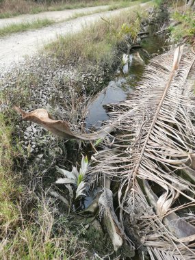 Yansıtıcı yüzey birikintisinin çeşitli sahneleri ya da çiftlik arazisindeki kırsal drenaj..