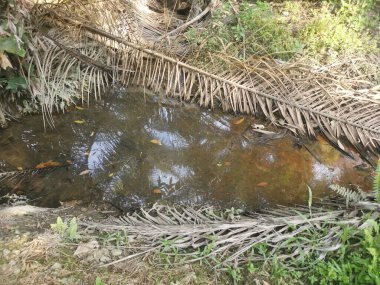 Yansıtıcı yüzey birikintisinin çeşitli sahneleri ya da çiftlik arazisindeki kırsal drenaj..