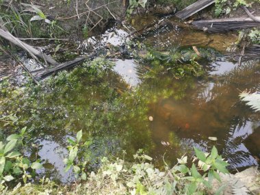 Yansıtıcı yüzey birikintisinin çeşitli sahneleri ya da çiftlik arazisindeki kırsal drenaj..