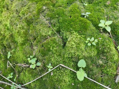 mossy hill slope sprouting with wild leafy ferns. clipart