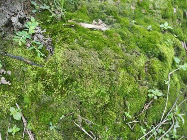Yosunlu yosunlu yamaç yaban yaprağı eğreltiotu filizleniyor..