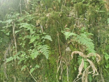 mossy hill slope sprouting with wild leafy ferns. clipart