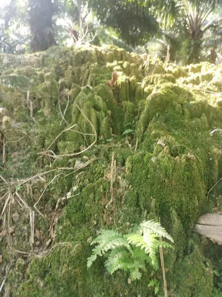 Yosunlu yosunlu yamaç yaban yaprağı eğreltiotu filizleniyor..