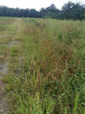 Çiftliğe giden kırsal toprak yolda yağmur suyu birikintisi topladık..