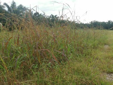 Çiftliğe giden kırsal toprak yolda yağmur suyu birikintisi topladık..