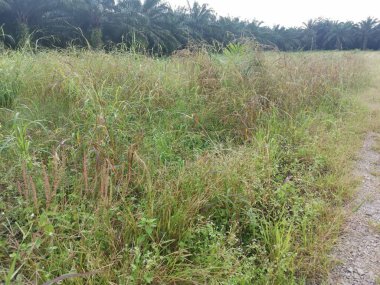 Çiftliğe giden kırsal toprak yolda yağmur suyu birikintisi topladık..