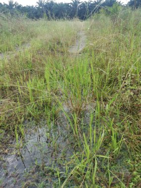 Çiftliğe giden kırsal toprak yolda yağmur suyu birikintisi topladık..