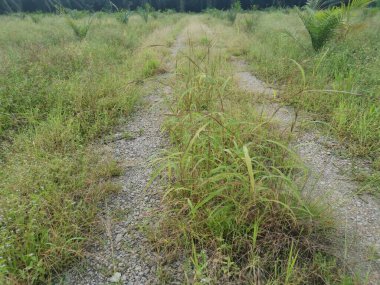 Çiftliğe giden kırsal toprak yolda yağmur suyu birikintisi topladık..