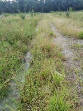Çiftliğe giden kırsal toprak yolda yağmur suyu birikintisi topladık..
