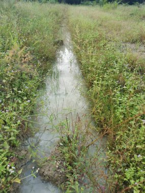 Çiftliğe giden kırsal toprak yolda yağmur suyu birikintisi topladık..
