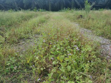 Çiftliğe giden kırsal toprak yolda yağmur suyu birikintisi topladık..
