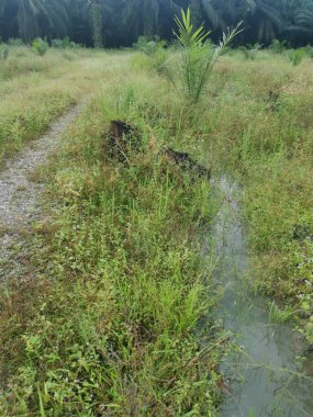 Çiftliğe giden kırsal toprak yolda yağmur suyu birikintisi topladık..