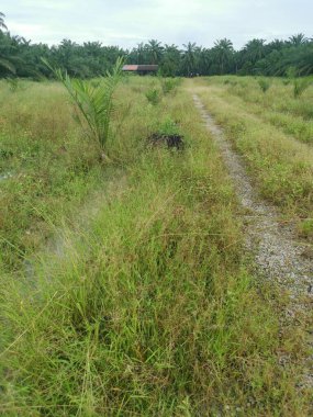 Çiftliğe giden kırsal toprak yolda yağmur suyu birikintisi topladık..