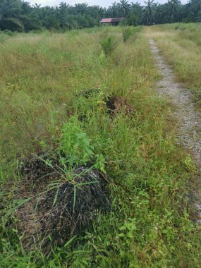 Çiftliğe giden kırsal toprak yolda yağmur suyu birikintisi topladık..