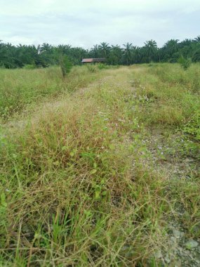 Çiftliğe giden kırsal toprak yolda yağmur suyu birikintisi topladık..