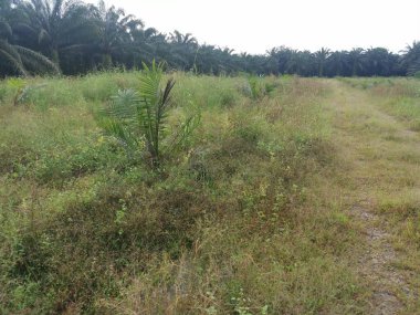 Çiftliğe giden kırsal toprak yolda yağmur suyu birikintisi topladık..