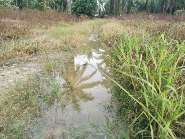 Çiftliğe giden kırsal toprak yolda yağmur suyu birikintisi topladık..