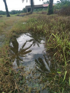 Çiftliğe giden kırsal toprak yolda yağmur suyu birikintisi topladık..