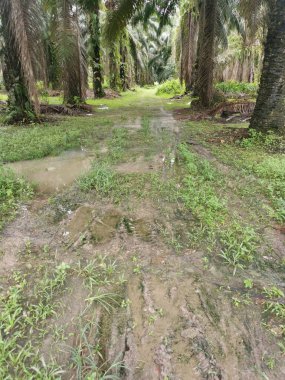 Çiftliğe giden kırsal toprak yolda yağmur suyu birikintisi topladık..