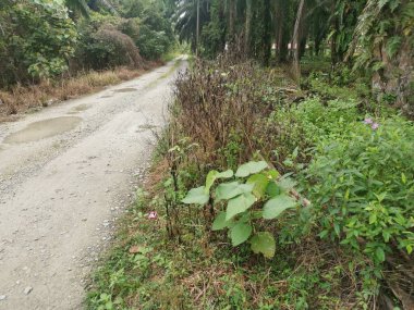 Çiftliğe giden kırsal toprak yolda yağmur suyu birikintisi topladık..