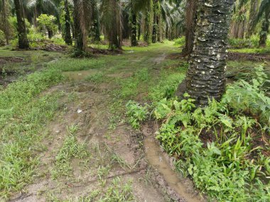 Çiftliğe giden kırsal toprak yolda yağmur suyu birikintisi topladık..