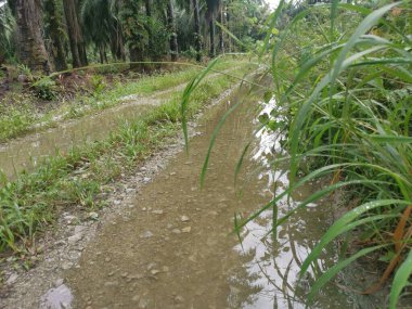 Çiftliğe giden kırsal toprak yolda yağmur suyu birikintisi topladık..