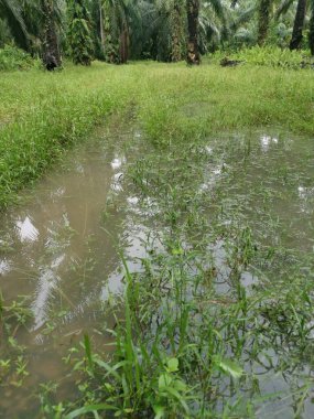 Çiftliğe giden kırsal toprak yolda yağmur suyu birikintisi topladık..