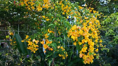 a canopy tree of colorful bougainvillea flowers. clipart