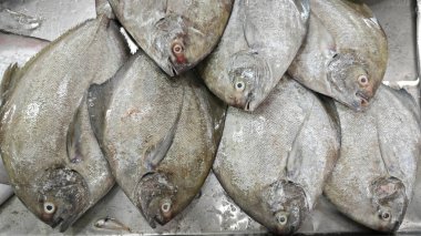 Close shot of the fresh Black Pomfret fishes display for sale. clipart