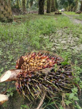 piles of cluster palm oil fruits cut lying on the ground for pickup. clipart