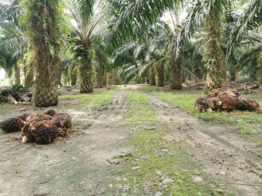 piles of cluster palm oil fruits cut lying on the ground for pickup. clipart