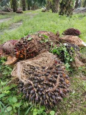 piles of cluster palm oil fruits cut lying on the ground for pickup. clipart