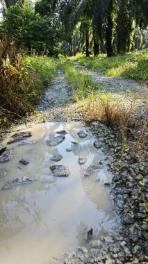 Çukur ya da su birikintisi taşlarla dolu kırsal toprak patika.