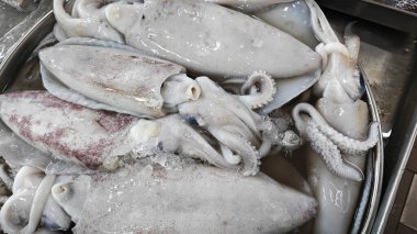 Taze loligo forbesii mürekkep balığının yakın çekimi..