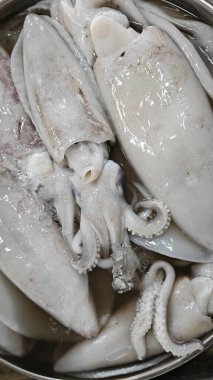 Taze loligo forbesii mürekkep balığının yakın çekimi..