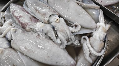 Taze loligo forbesii mürekkep balığının yakın çekimi..