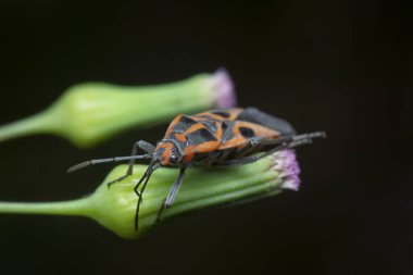 Kırmızı Lygaeidae leylak çiçeği tomurcuğunun üzerinde dinleniyor..