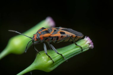 Red Lygaeidae resting on the Lilac tasselflower bud. clipart