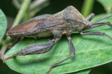 Coreid leaf footed bug climbing on the weed plant. clipart