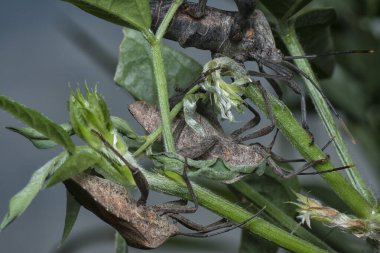 Koreid yaprağı ayaklı böcek ot bitkisine tırmanıyor..