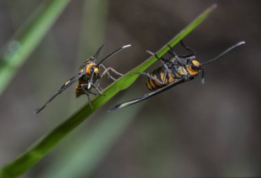 Kaplan güvesinin sapı ya da yaprakları dinlendirirken makro görüntüsü..