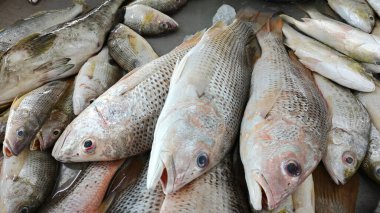 Farklı taze tuzlu su balıklarını göster.