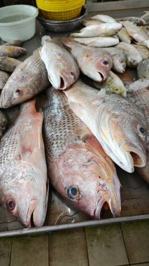 Farklı taze tuzlu su balıklarını göster.